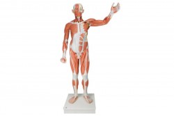 Naturalnej wielkości męski model anatomiczny, 37 części - 3B Smart Anatomy - 1001235 [VA01]